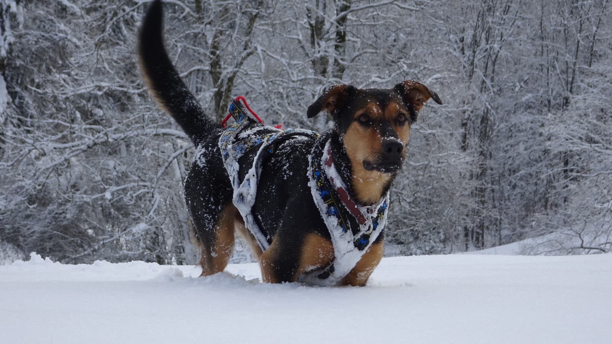 DogXercise Winter Wonderland 4 Punkte die Sie beim Schneegaudi mit