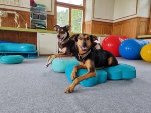 hundephysiotherapie, beste wahl, hunde, praxis