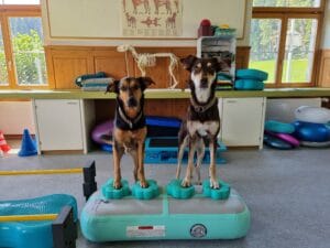 hundephysiotherapie, aktiv, hunde, training